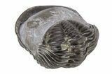Long Eldredgeops Trilobite With Pyrite - Ohio #221201-3